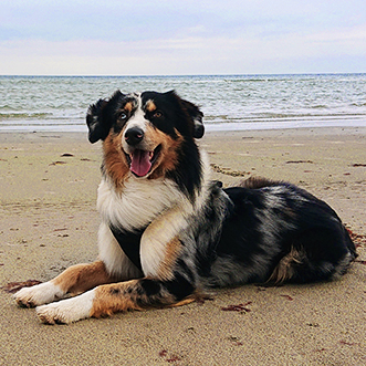 Meiklyn Strandt, pranaVet Pferdeosteopathie, Tierheilpaktiker, Tierheilpraxis, Osteopath für Pferd und Hund