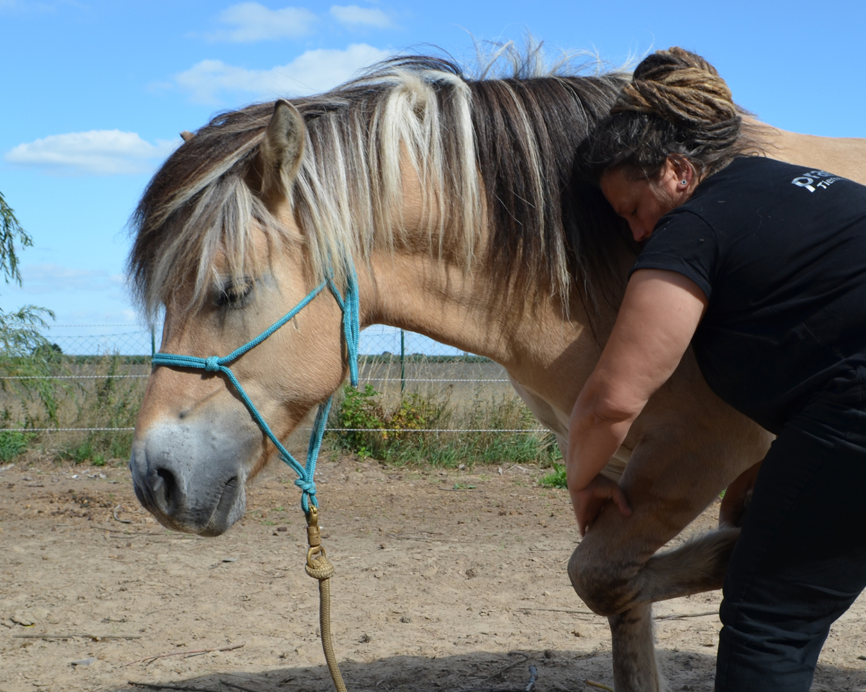 Meiklyn Strandt, pranaVet Pferdeosteopathie, Tierheilpaktiker, Tierheilpraxis, Osteopath für Pferd und Hund